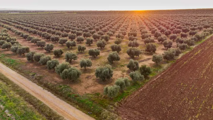 Türkiye Zeytinciliğinin Geleceği: Bu Sektöre Yatırım Yapılır mı?