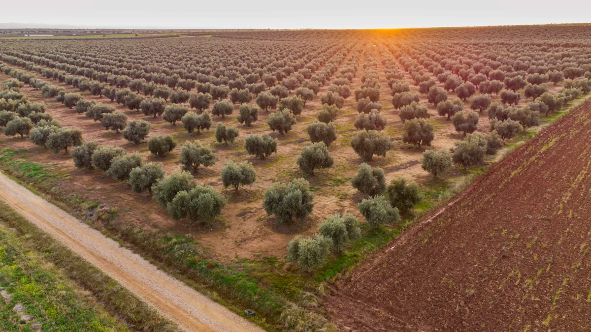 Türkiye Zeytinciliğinin Geleceği: Bu Sektöre Yatırım Yapılır mı?