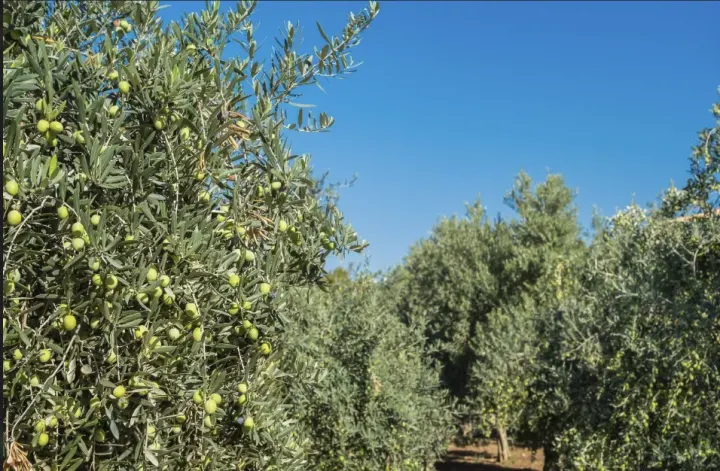 Zeytin Hasadına Doğru Kaliteli Yağ İçin Kritik Adımlar